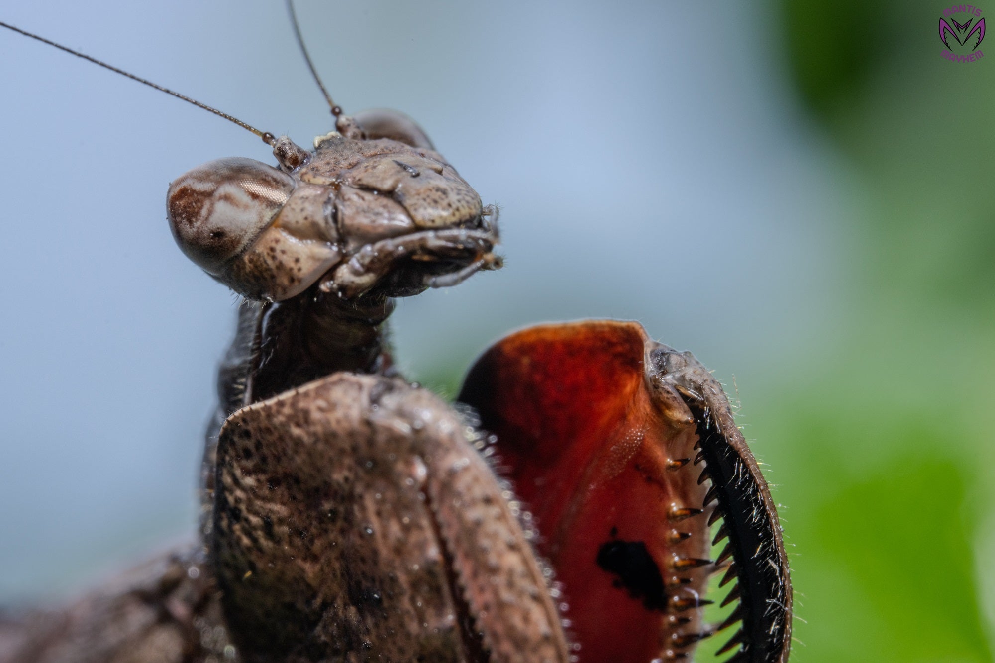 Astyliasula major - Boxer mantis