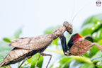 Astyliasula major - Boxer mantis