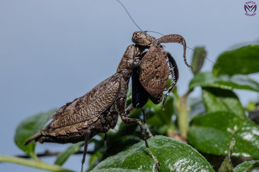 Astyliasula major - Boxer mantis