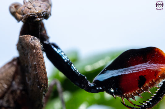 Astyliasula major - Boxer mantis