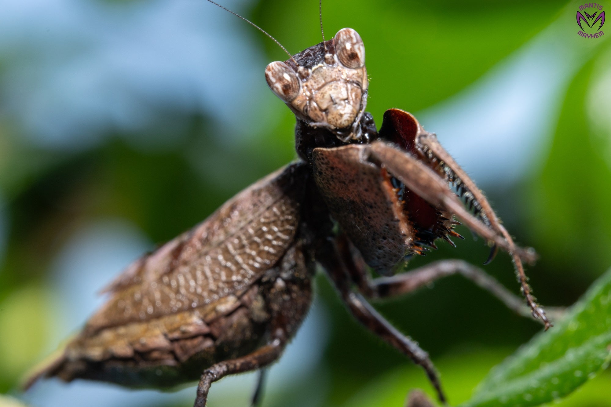 Astyliasula major - Boxer mantis