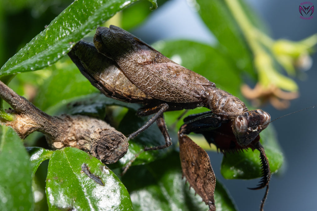Astyliasula major - Boxer mantis