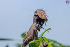 Astyliasula major - Boxer mantis