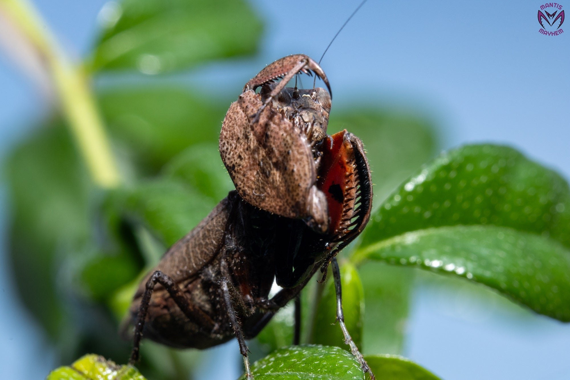 Astyliasula major - Boxer mantis