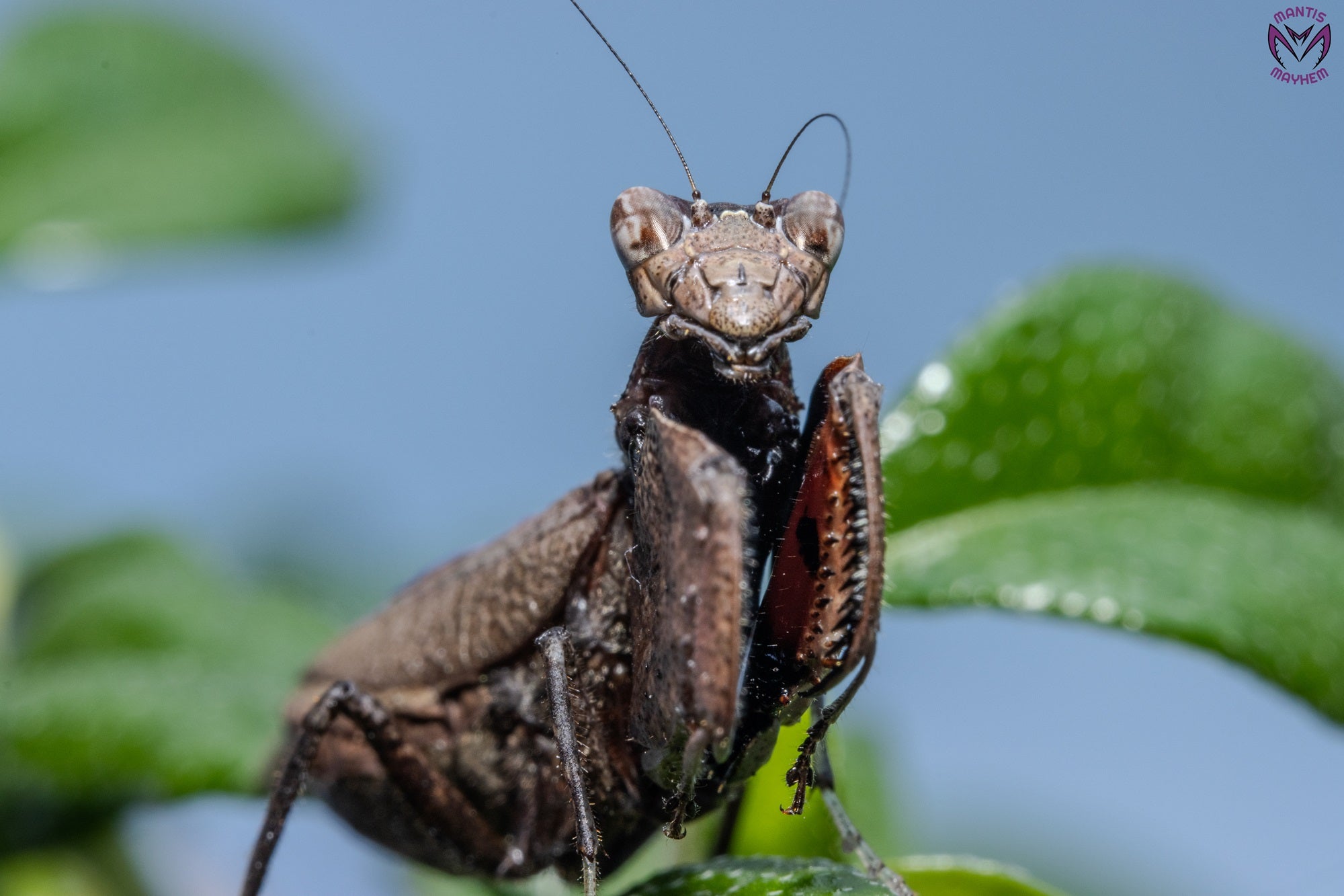 Astyliasula major - Boxer mantis