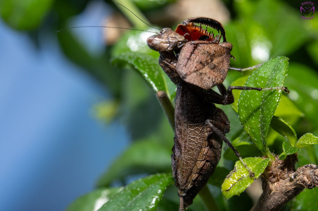 Astyliasula major - Boxer mantis