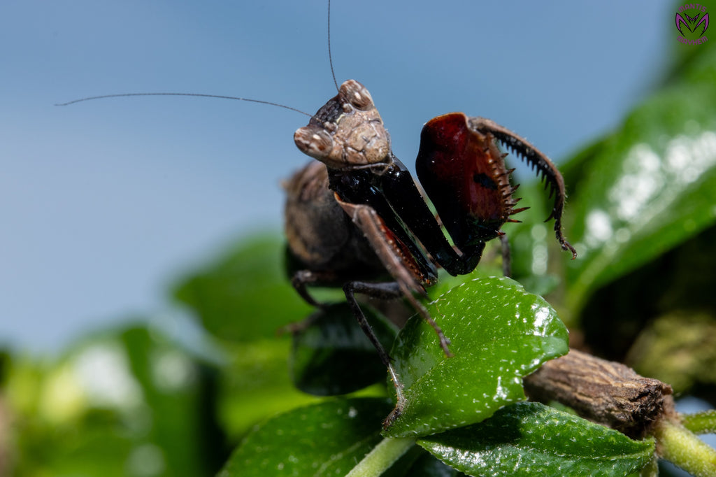 Astyliasula major - Boxer mantis