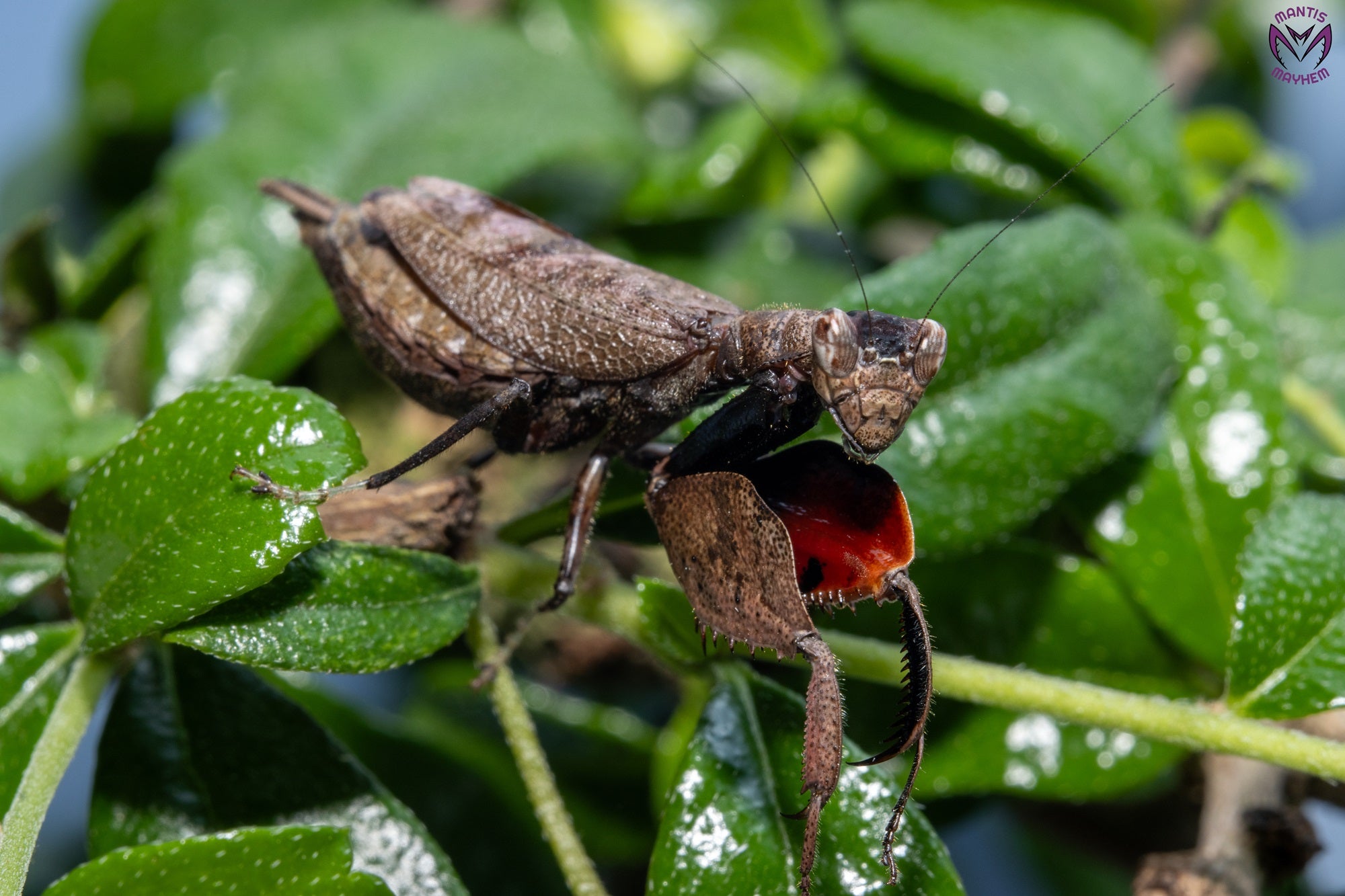 Astyliasula major - Boxer mantis