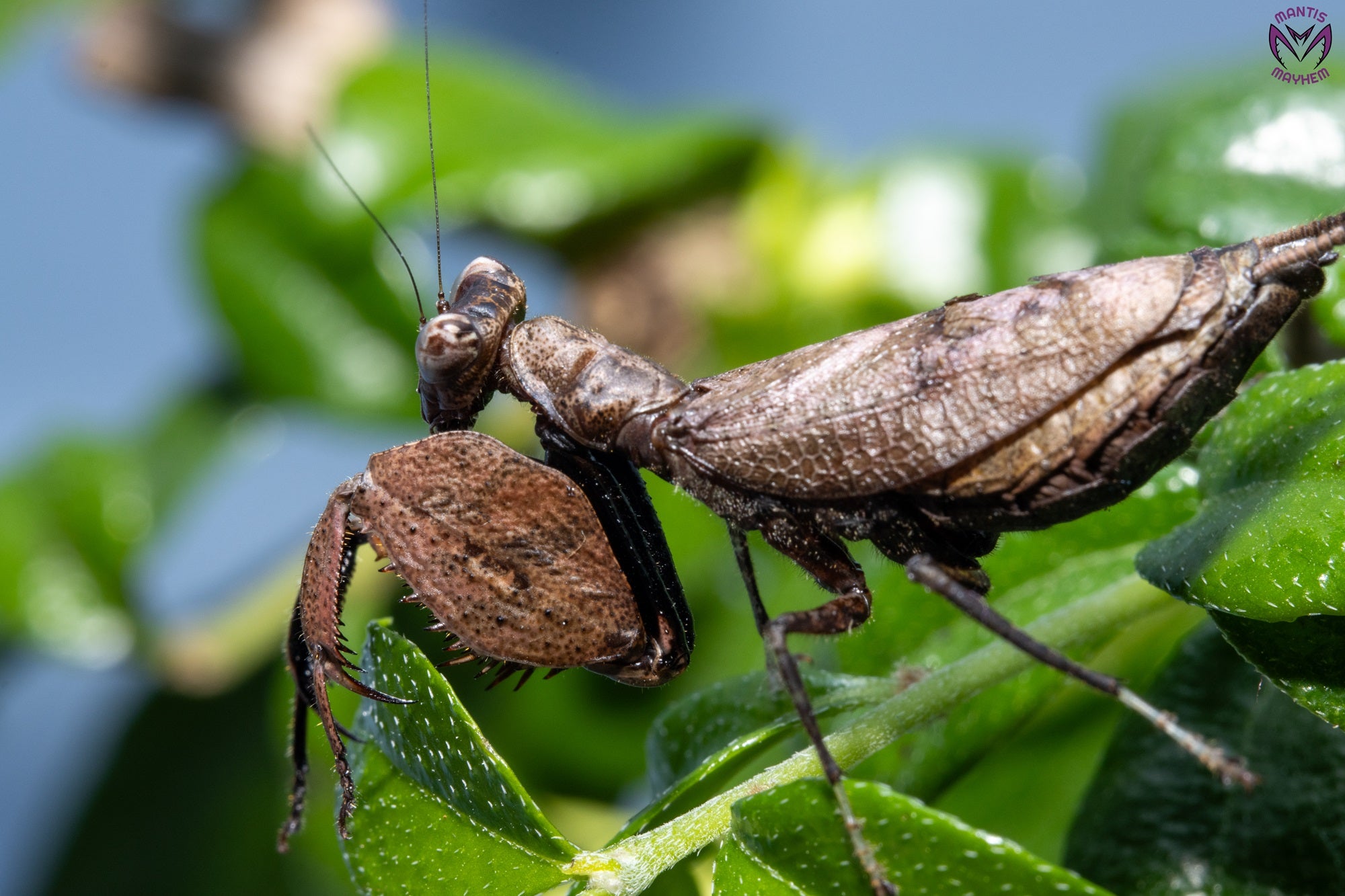 Astyliasula major - Boxer mantis