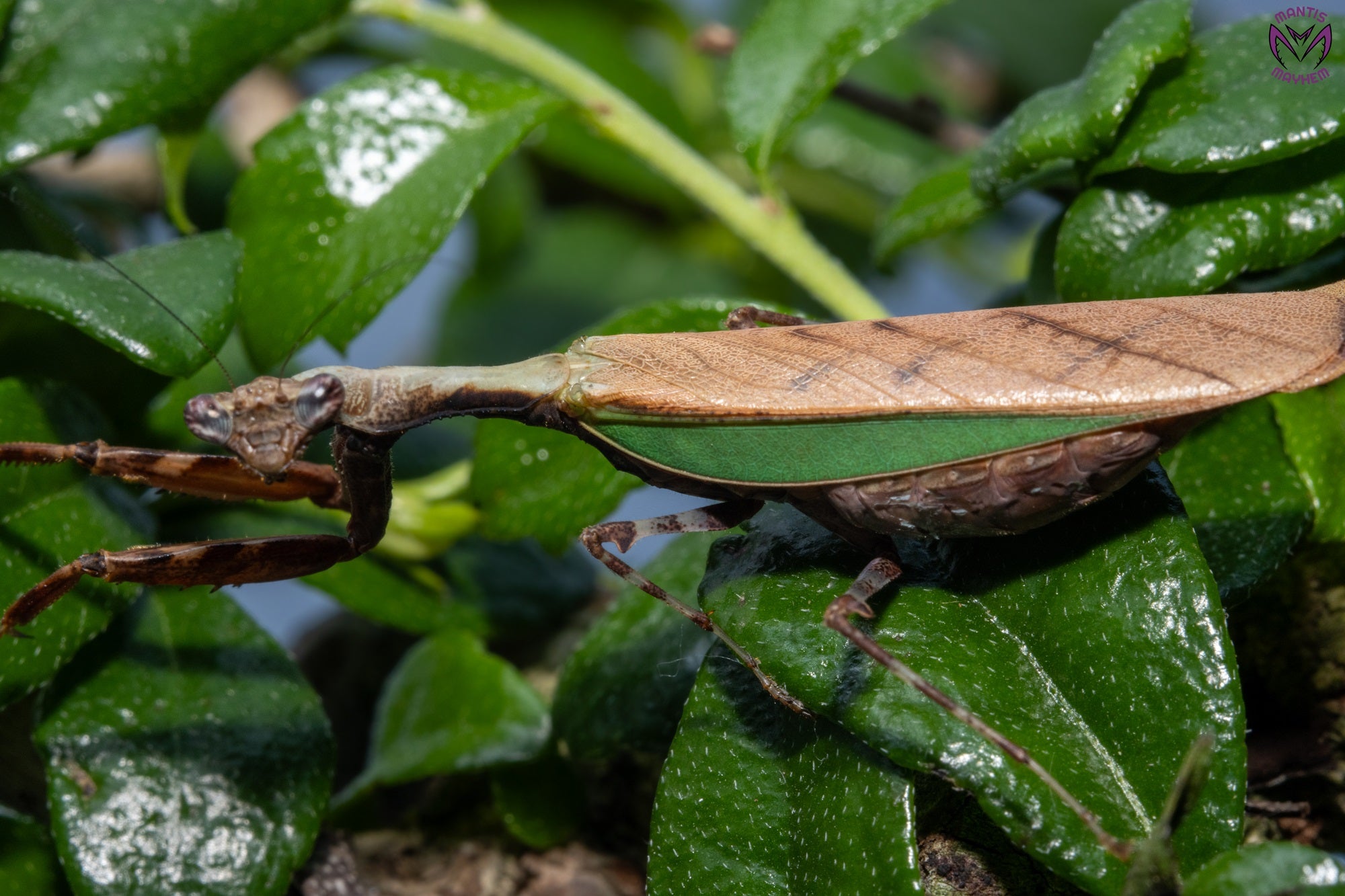 Acromantis japonica - Japanese Boxer Mantis – Mantis Mayhem