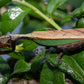 Acromantis japonica - Japanese Boxer Mantis