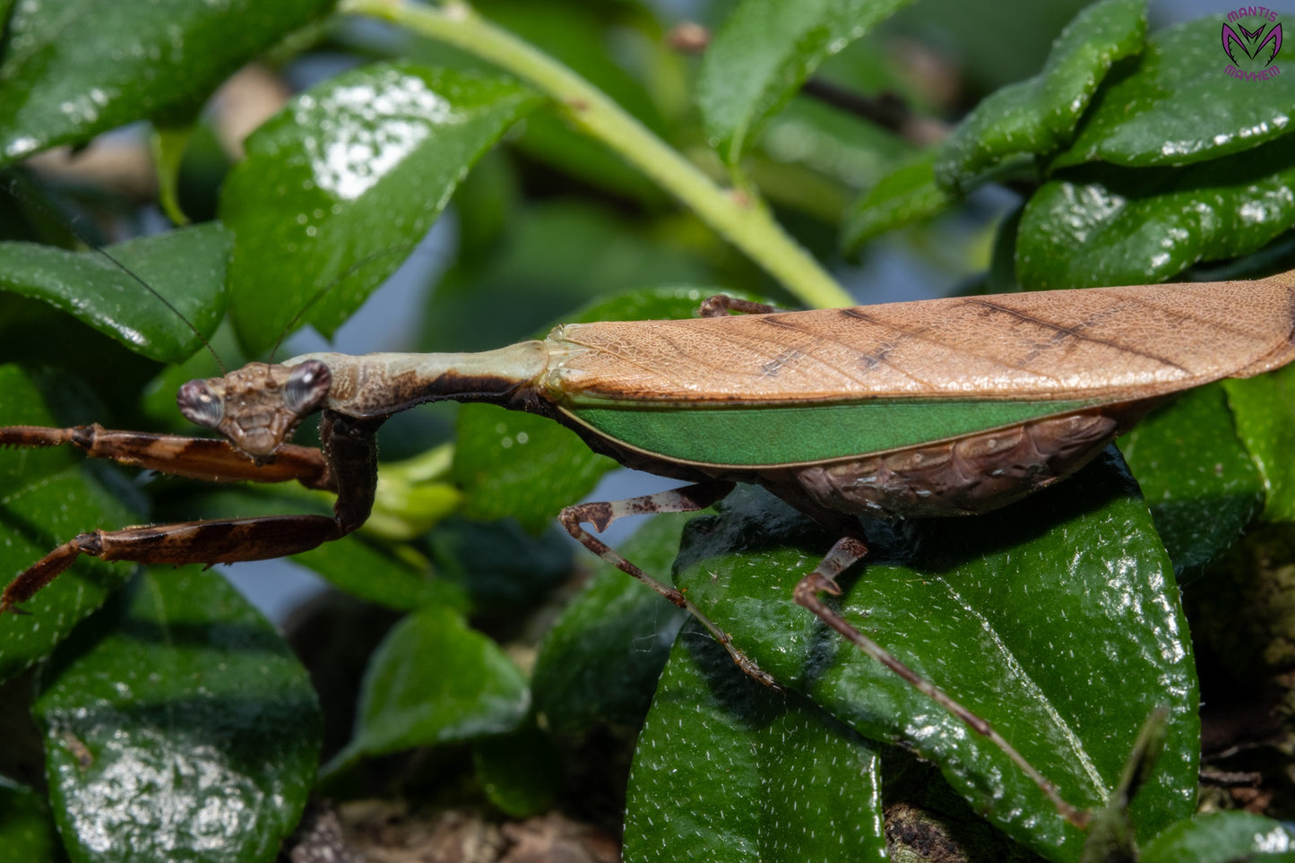 Acromantis japonica - Japanese Boxer Mantis