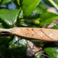 Acromantis japonica - Japanese Boxer Mantis