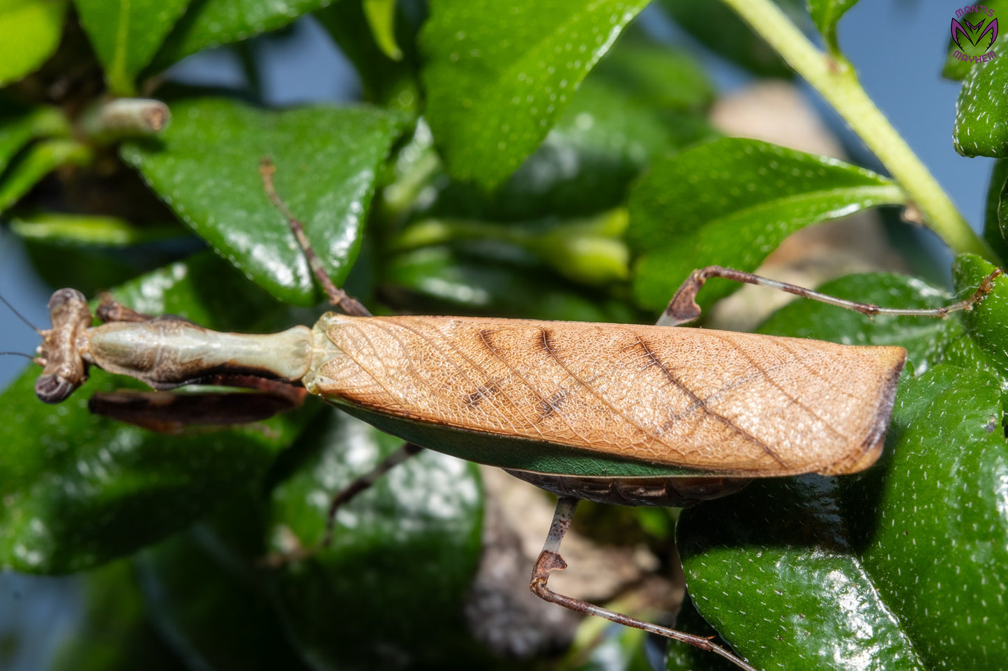 Acromantis japonica - Japanese Boxer Mantis