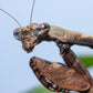 Acromantis japonica - Japanese Boxer Mantis