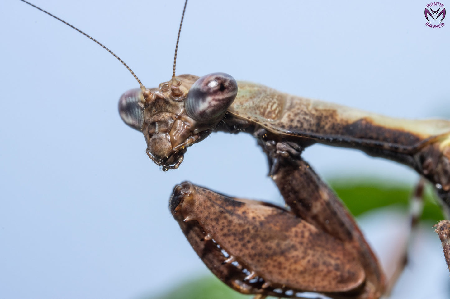 Acromantis japonica - Japanese Boxer Mantis