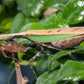 Acromantis japonica - Japanese Boxer Mantis