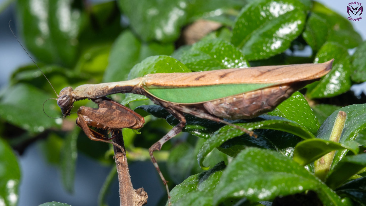 Acromantis japonica - Japanese Boxer Mantis