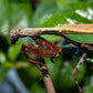 Acromantis japonica - Japanese Boxer Mantis