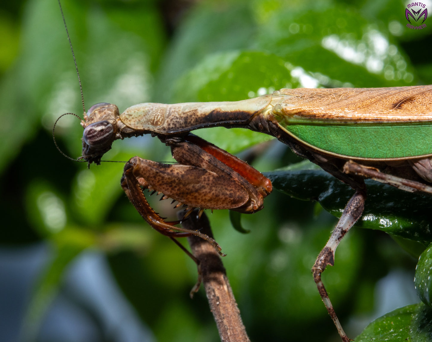 Acromantis japonica - Japanese Boxer Mantis