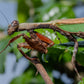 Acromantis japonica - Japanese Boxer Mantis