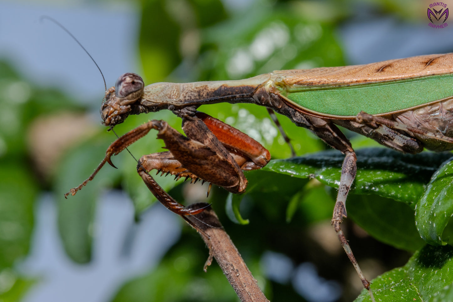 Acromantis japonica - Japanese Boxer Mantis