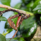 Acromantis japonica - Japanese Boxer Mantis