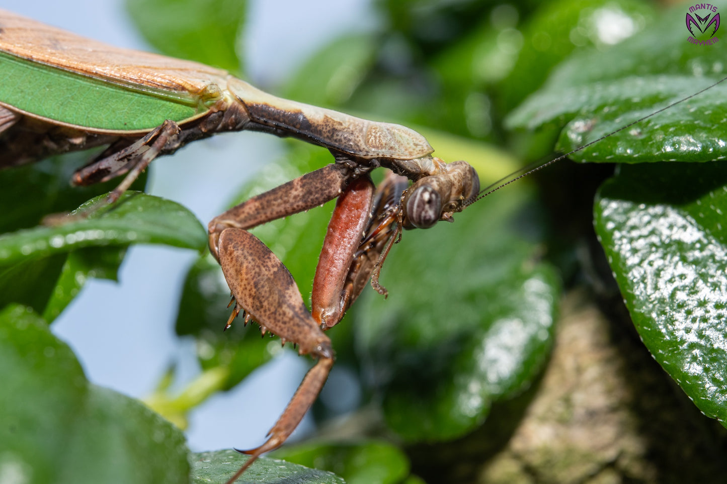 Acromantis japonica - Japanese Boxer Mantis