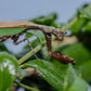 Acromantis japonica - Japanese Boxer Mantis