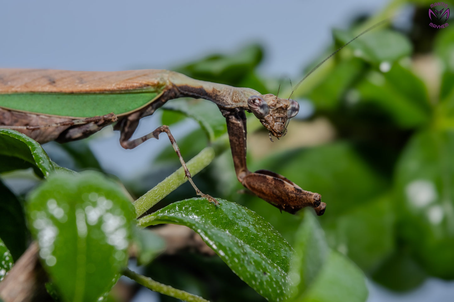 Acromantis japonica - Japanese Boxer Mantis