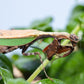 Acromantis japonica - Japanese Boxer Mantis