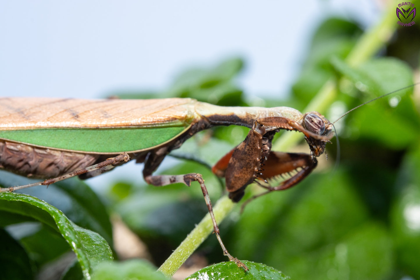 Acromantis japonica - Japanese Boxer Mantis