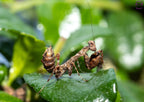 Acromantis japonica - Japanese Boxer Mantis