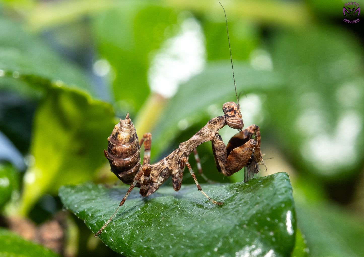 Acromantis japonica - Japanese Boxer Mantis