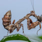 Acromantis japonica - Japanese Boxer Mantis