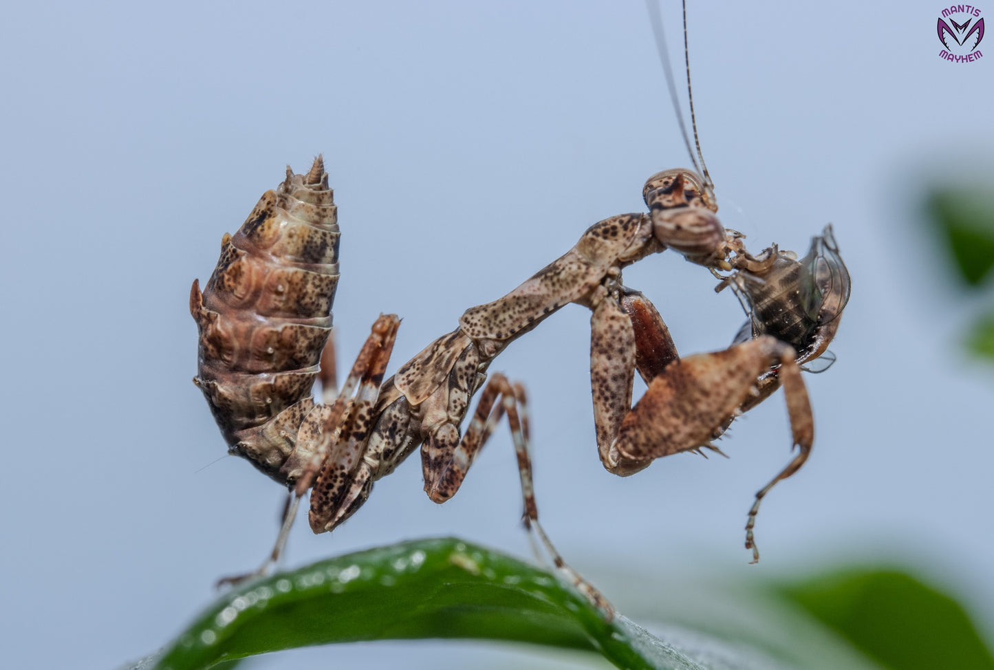 Acromantis japonica - Japanese Boxer Mantis