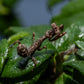 Acromantis japonica - Japanese Boxer Mantis