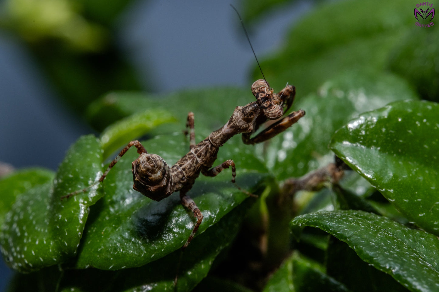 Acromantis japonica - Japanese Boxer Mantis