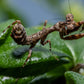 Acromantis japonica - Japanese Boxer Mantis