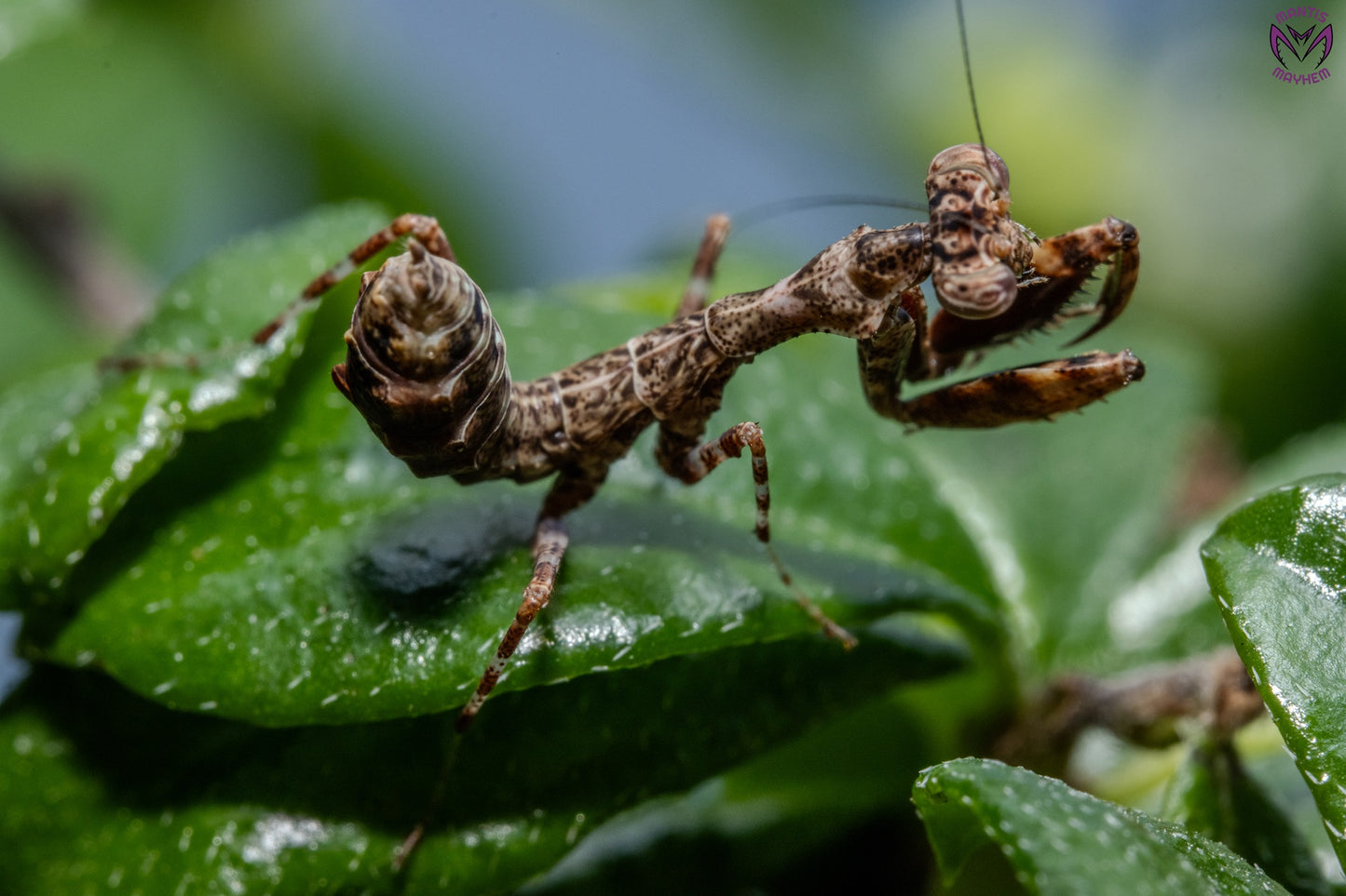 Acromantis japonica - Japanese Boxer Mantis