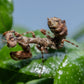 Acromantis japonica - Japanese Boxer Mantis