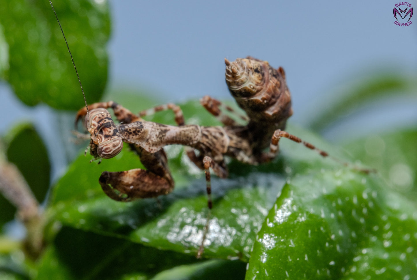 Acromantis japonica - Japanese Boxer Mantis