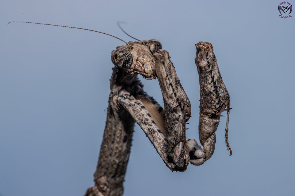 Popa spurca - African twig mantis