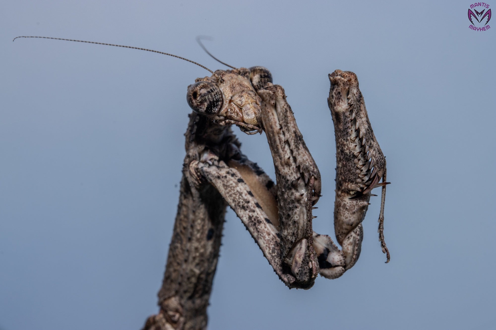 Popa spurca - African twig mantis