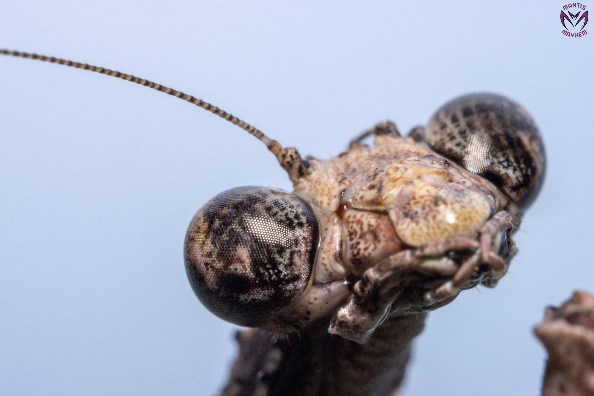 Popa spurca - African twig mantis