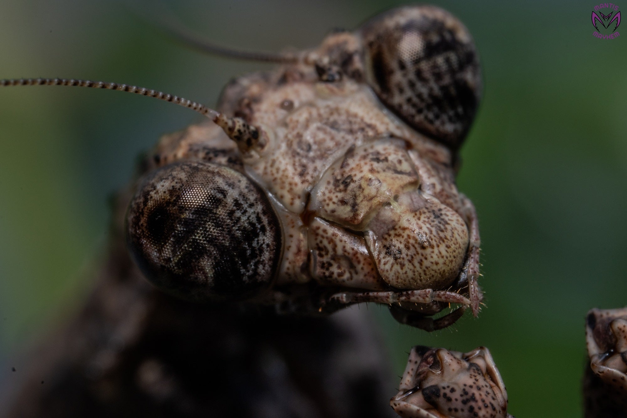 Popa spurca - African twig mantis