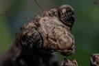 Popa spurca - African twig mantis