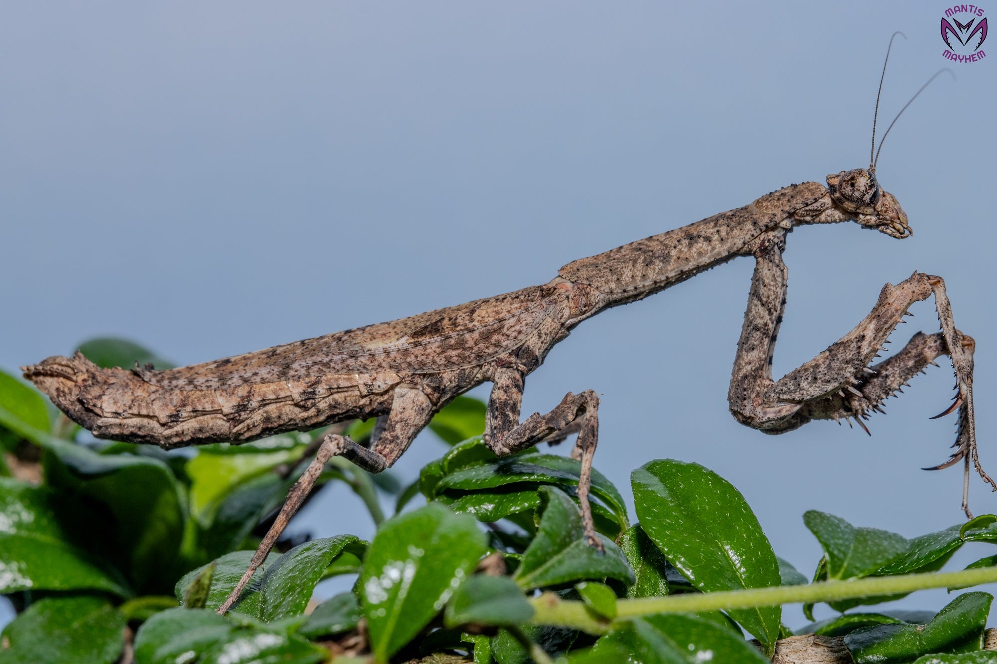Popa spurca - African twig mantis