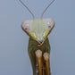 Hierodula venosa - Golden-armed Mantis