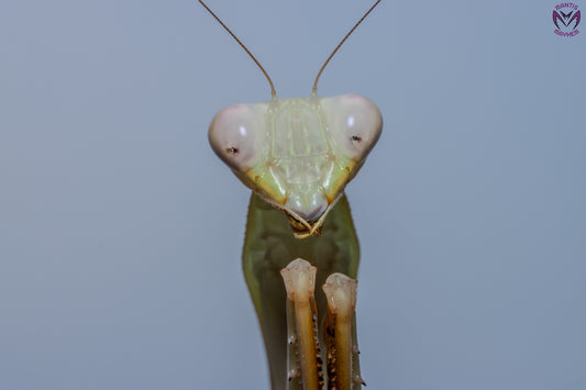 Hierodula venosa - Golden-armed Mantis